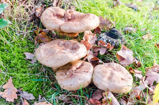 Mushroom group on a green meadow.