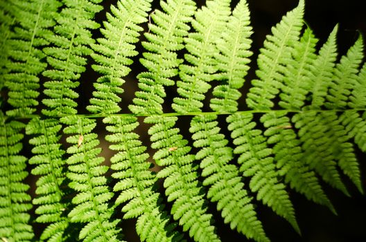 Fern leaf with light in the middle isolated on black background.