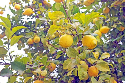 Ripe lemons on e tree