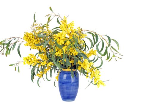 Bouquet of blossoming mimosa