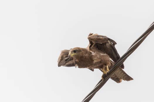 Black Kite, a medium sized bird of pray locally known as Amora in Ethiopia, about to take off