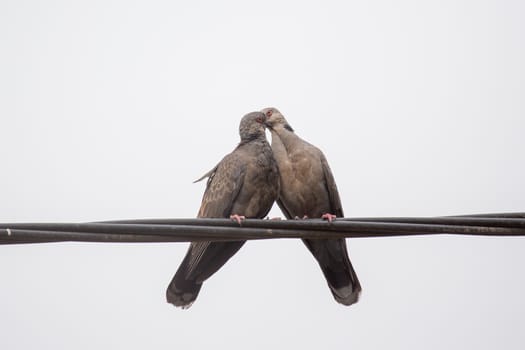 Two Dusky Turtle Doves showing affection during a mating ritual involving something resembling a kiss by interlocking their beaks