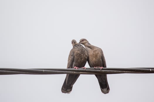 Two Dusky Turtle Doves showing affection during a mating ritual