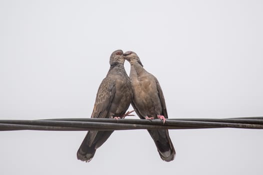 Two Dusky Turtle Doves showing affection during a mating ritual involving something resembling a kiss by interlocking their beaks