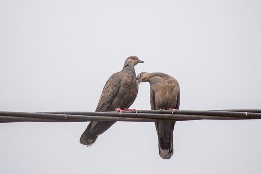 Two Dusky Turtle Doves showing affection during a mating ritual