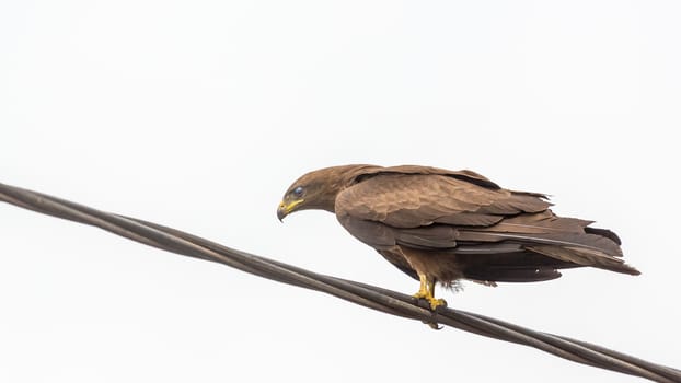 Black Kite, a medium sized bird of pray locally known as Amora,