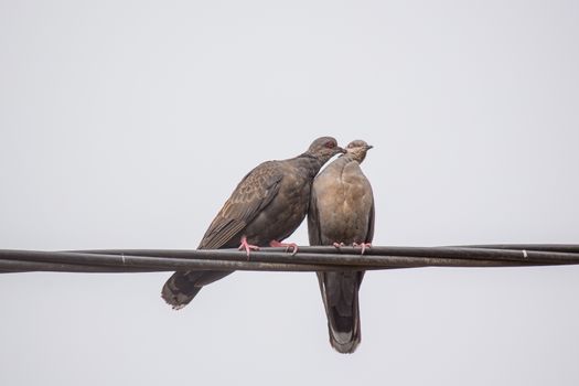 Two Dusky Turtle Doves showing affection during a mating ritual