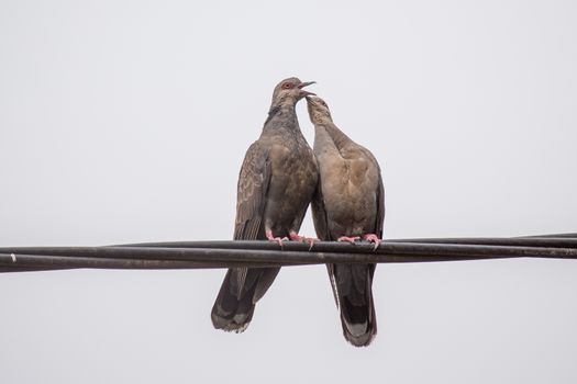 Two Dusky Turtle Doves showing affection during a mating ritual involving something resembling a kiss by interlocking their beaks