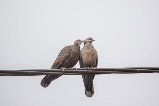 Two Dusky Turtle Doves showing affection during a mating ritual