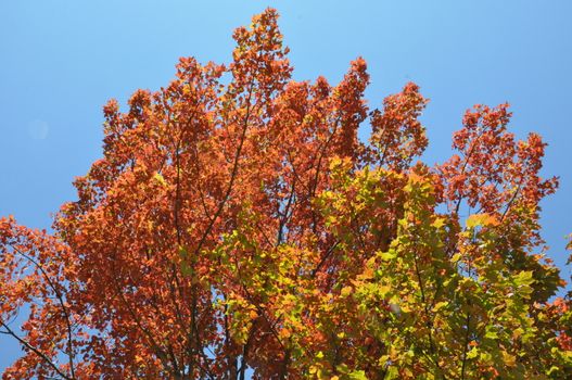 Fall Colors at the White Mountain National Forest in New Hampshire