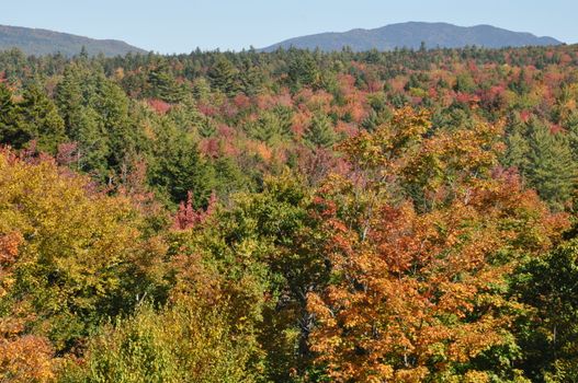 Fall Colors at the White Mountain National Forest in New Hampshire