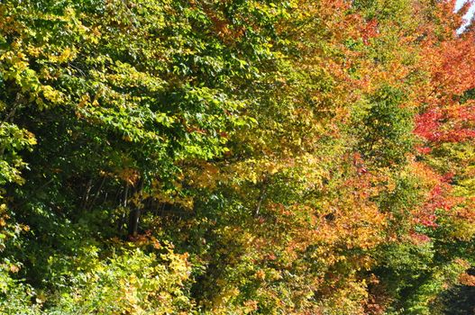 Fall Colors at the White Mountain National Forest in New Hampshire