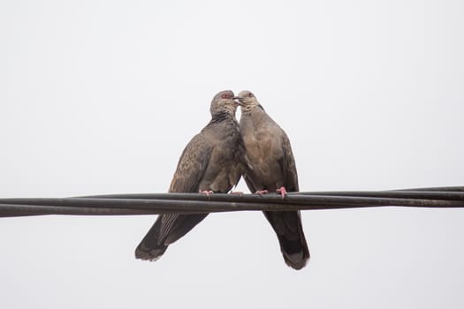 Two Dusky Turtle Doves showing affection during a mating ritual involving something resembling a kiss by interlocking their beaks