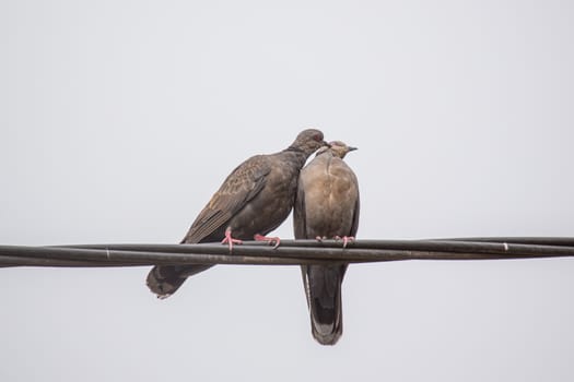 Two Dusky Turtle Doves showing affection during a mating ritual