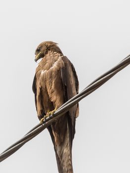 Black Kite, a medium sized bird of pray locally known as Amora in Ethiopia,