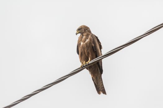 Black Kite, a medium sized bird of pray locally known as Amora in Ethiopia,