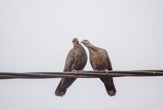 Two Dusky Turtle Doves showing affection during a mating ritual