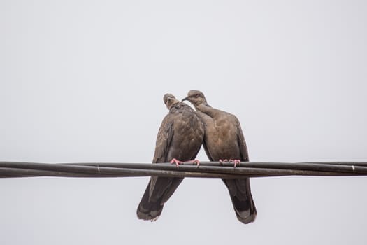 Two Dusky Turtle Doves showing affection during a mating ritual