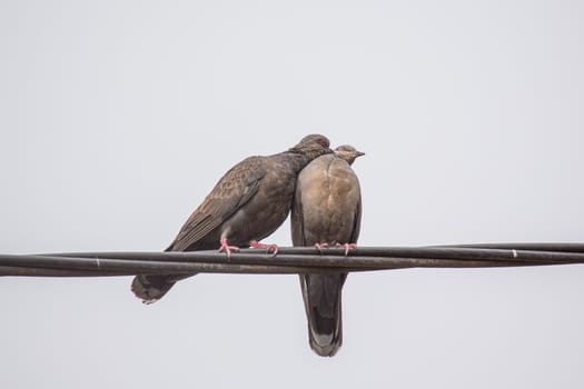 Two Dusky Turtle Doves showing affection during a mating ritual