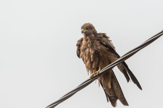 Black Kite, a medium sized bird of pray locally known as Amora in Ethiopia,