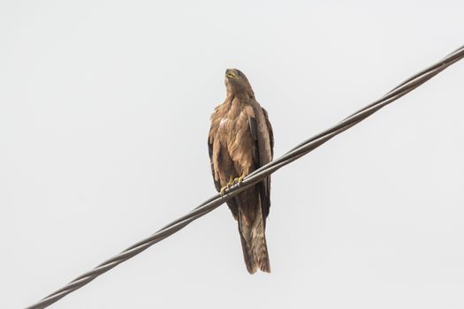 Black Kite, a medium sized bird of pray locally known as Amora in Ethiopia,