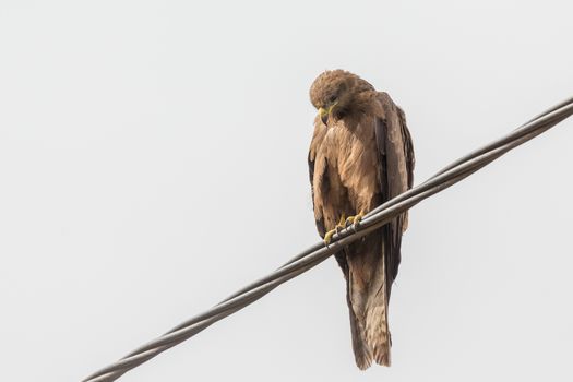 Black Kite, a medium sized bird of pray locally known as Amora in Ethiopia,