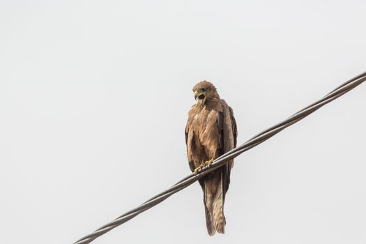 Black Kite, a medium sized bird of pray locally known as Amora in Ethiopia,