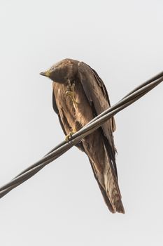 Black Kite, a medium sized bird of pray locally known as Amora in Ethiopia,