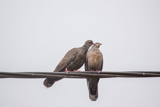 Two Dusky Turtle Doves showing affection during a mating ritual