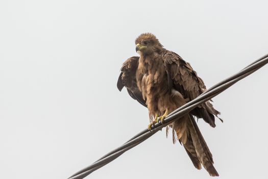 Black Kite, a medium sized bird of pray locally known as Amora in Ethiopia,