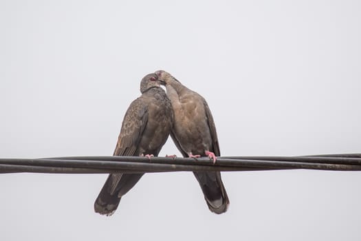 Two Dusky Turtle Doves showing affection during a mating ritual involving something resembling a kiss by interlocking their beaks