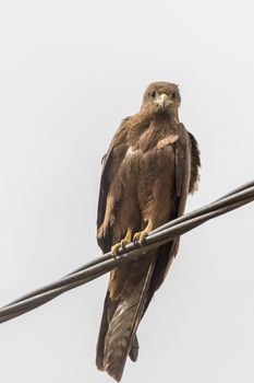 Black Kite, a medium sized bird of pray locally known as Amora in Ethiopia,