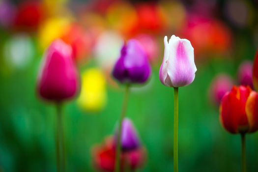 Colorful tulips in the park. Spring outdoor landscape.