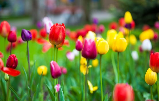 Colorful tulips in the park. Spring outdoor landscape.