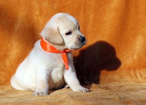 a nice yellow labrador puppy sitting on orange background