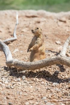 Single cute prairie dog standing up in desert