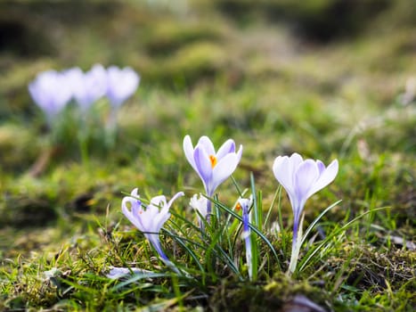 spring flowers in the park