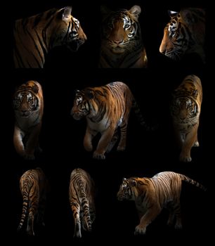 bengal tiger is on the prowl in the dark