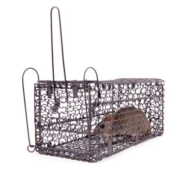 rat trap in front of white background
