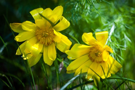 Beautiful spring yellow flowers  Pheasant's eye (Adonis vernalis)