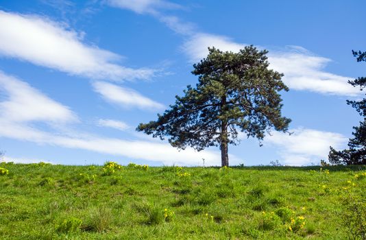 Pheasant's eye beautiful spring yellow flowers (Adonis vernalis) on a hill with pine tree on background