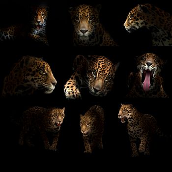 jaguar ( panthera onca ) in the dark night