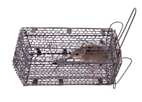 rat trap in front of white background