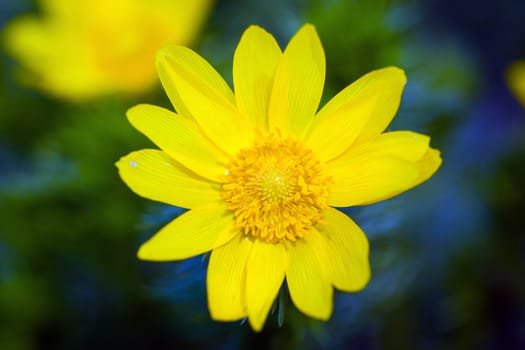 Beautiful spring yellow flowers  Pheasant's eye (Adonis vernalis)