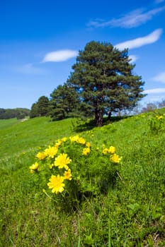 Beautiful spring yellow flowers  Pheasant's eye (Adonis vernalis)