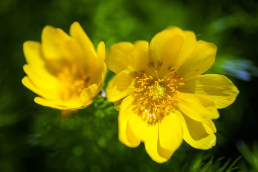 Beautiful spring yellow flowers  Pheasant's eye (Adonis vernalis)