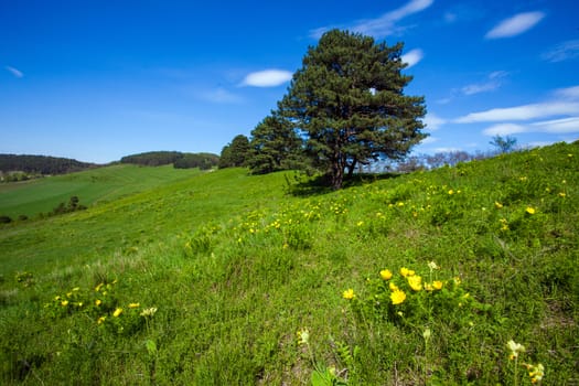 Beautiful spring yellow flowers  Pheasant's eye (Adonis vernalis)