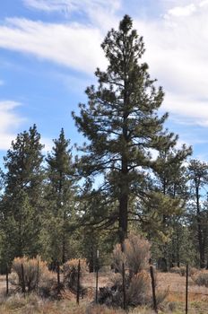 Pines to Palms Scenic Byway in California