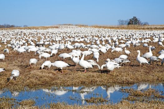 Thousands of migrating Snow Geese ( Chen caerulescens ) feeding in Lancaster County, Pennsylvania, USA.