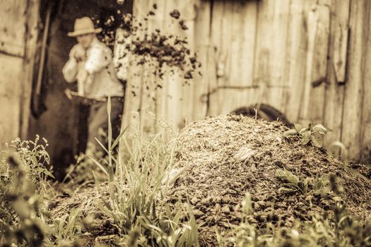 Farmer Shoveling the Horse Manure out of the Barn